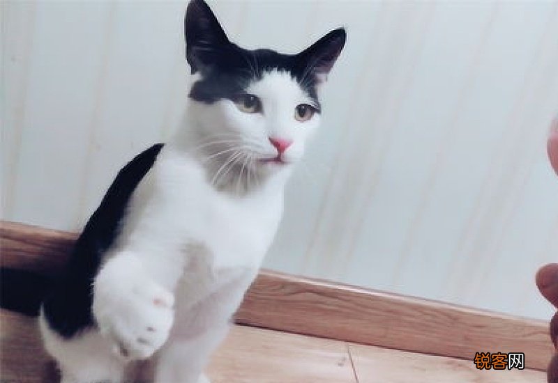 猫咪可以吹风扇吗