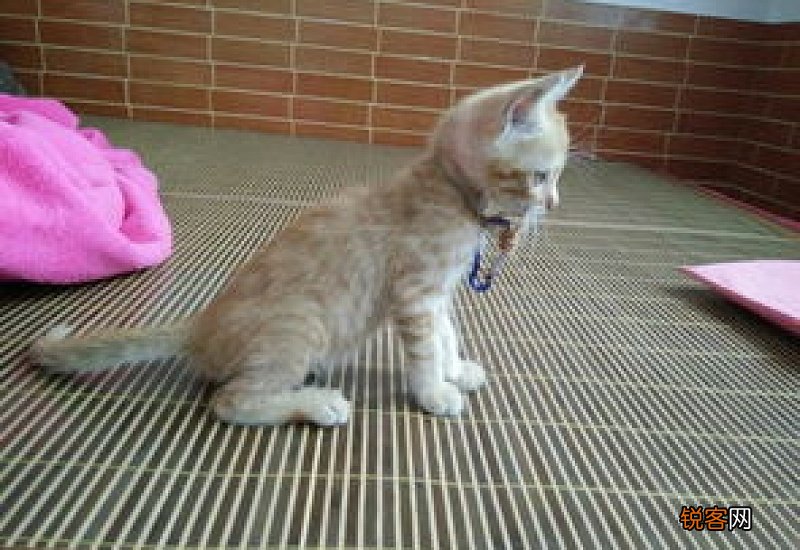 猫多大能洗澡