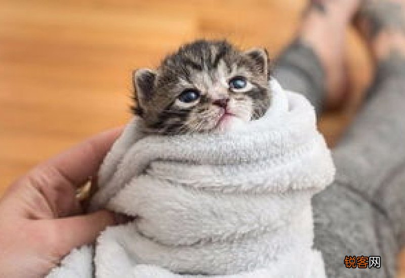 小奶猫一天喂两顿可以吗