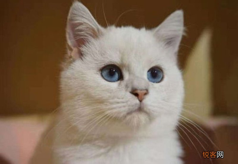 猫生产前几天开始找窝