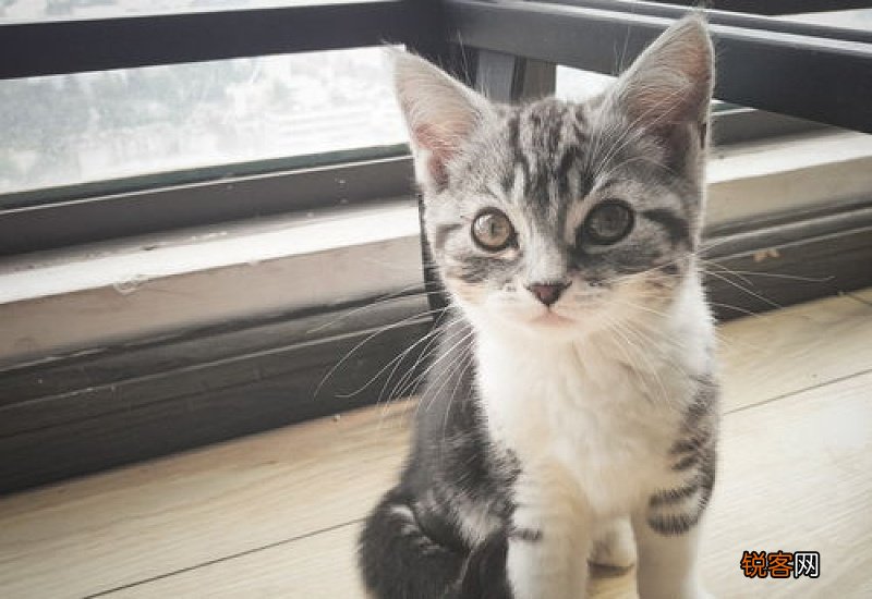 猫咪肠胃不好怎么调理