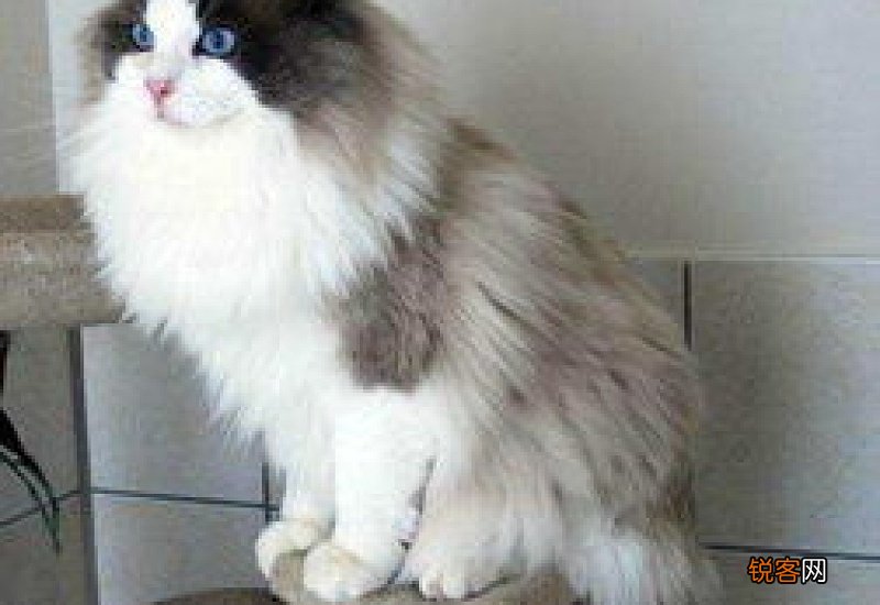 猫几个月洗一次澡好