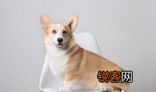 成语鸡犬不惊是什么意思 成语鸡犬不惊的意思