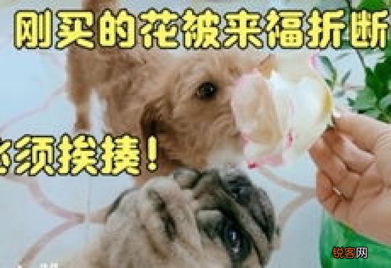 猫瘟多少天脱离危险期