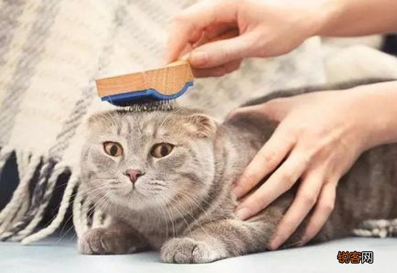 猫身上的毛湿的咋回事