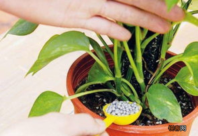 开花需要什么肥料