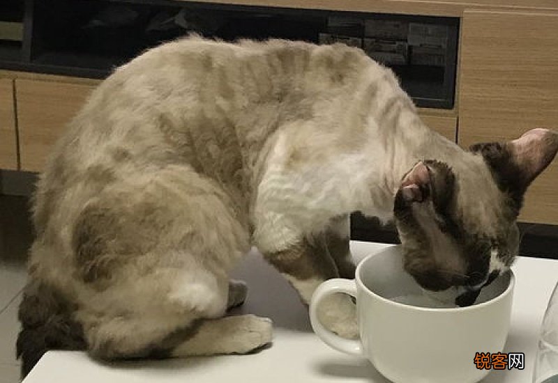 猫有腹水一定是传腹吗