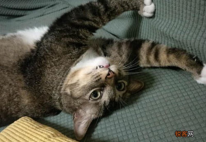 猫咪的瞳孔为什么时大时小?