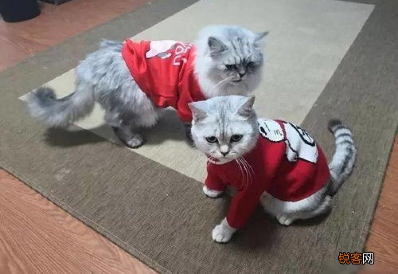 养猫需要买些什么东西