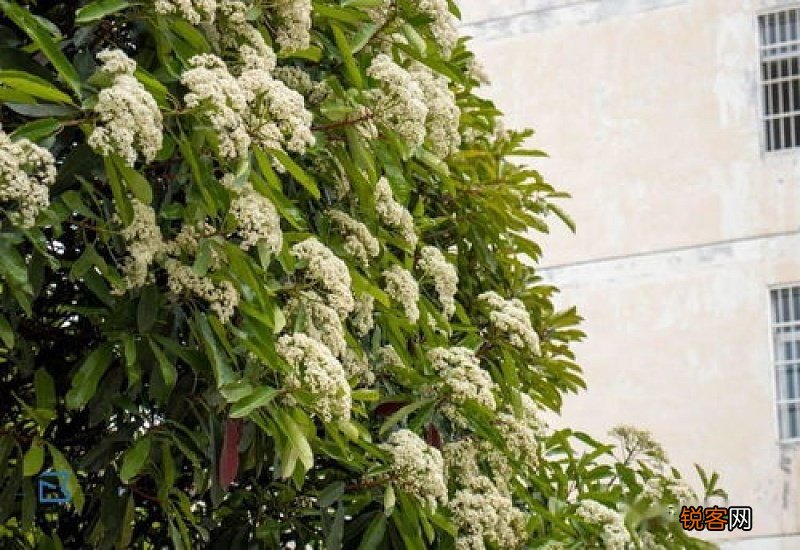 石楠花的花语和寓意