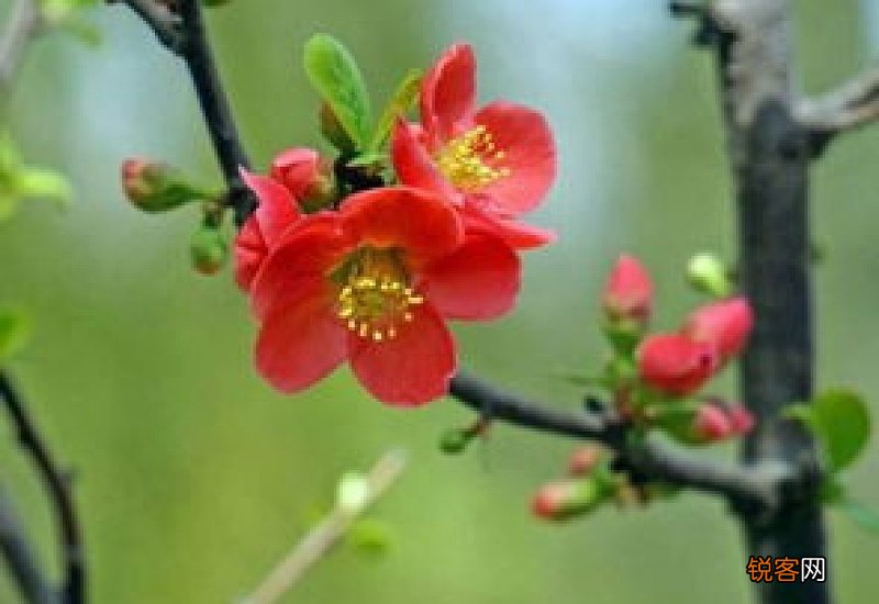海棠在什么枝条上开花