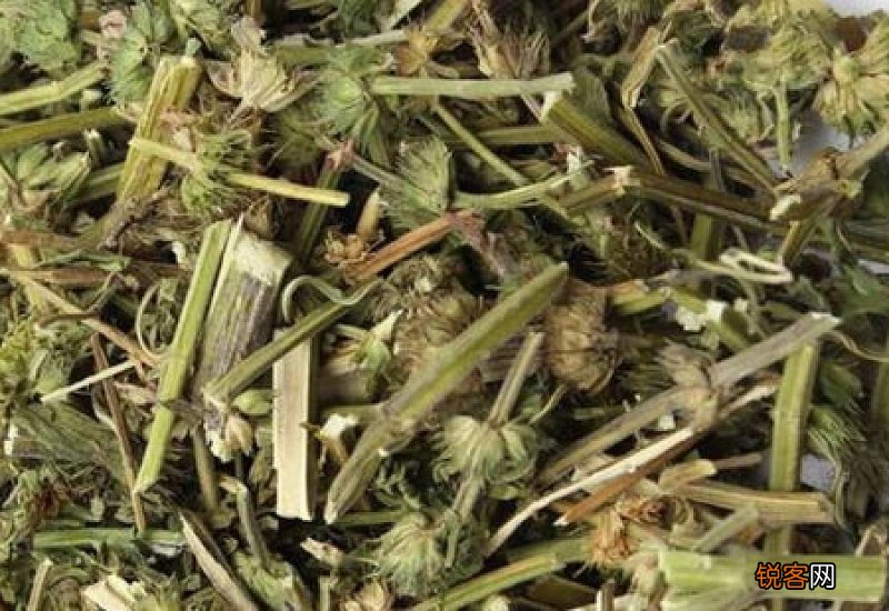 益母草是凉性还是热性 益母草性寒吗