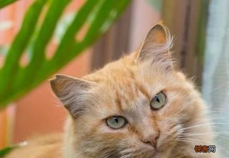 成年猫咪喂多少猫粮