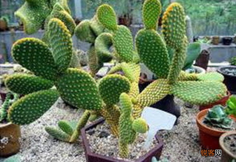 仙人掌有什么特点?