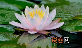 莲之爱的之是什么意思，莲之爱的下一句是什么