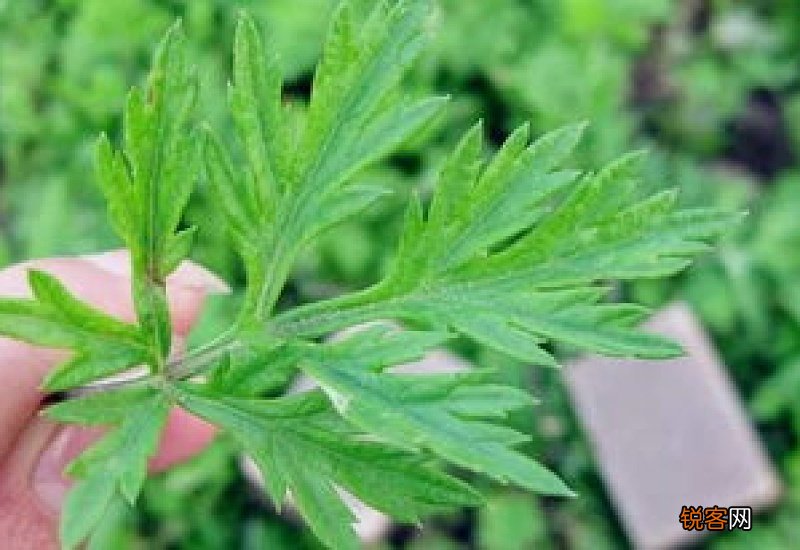 艾叶煮一次水就扔掉吗 长期用艾叶泡脚有没有危害
