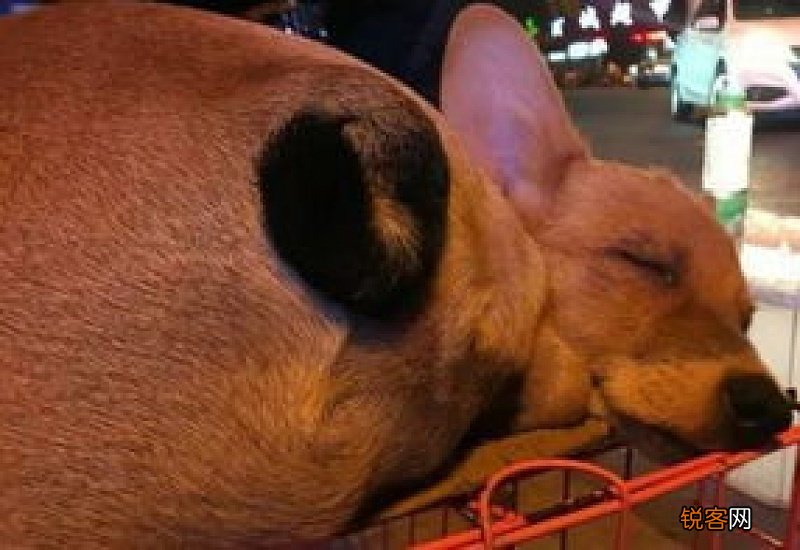 出生一个月的小狗有狂犬病吗