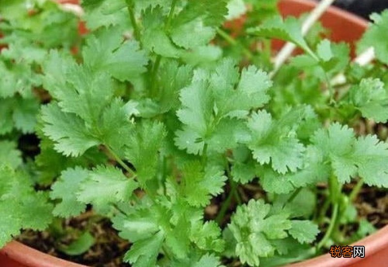 香菜种子直接撒土里能发芽吗