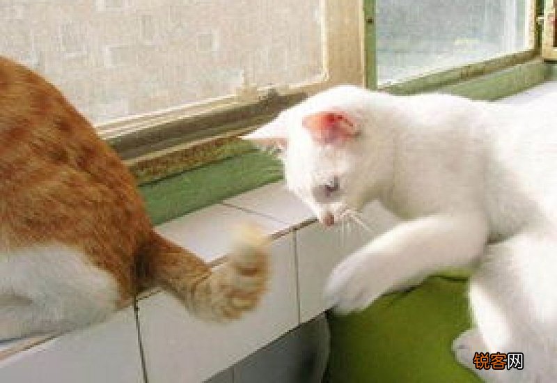 猫的尾巴末端拐了个弯是不好吗?
