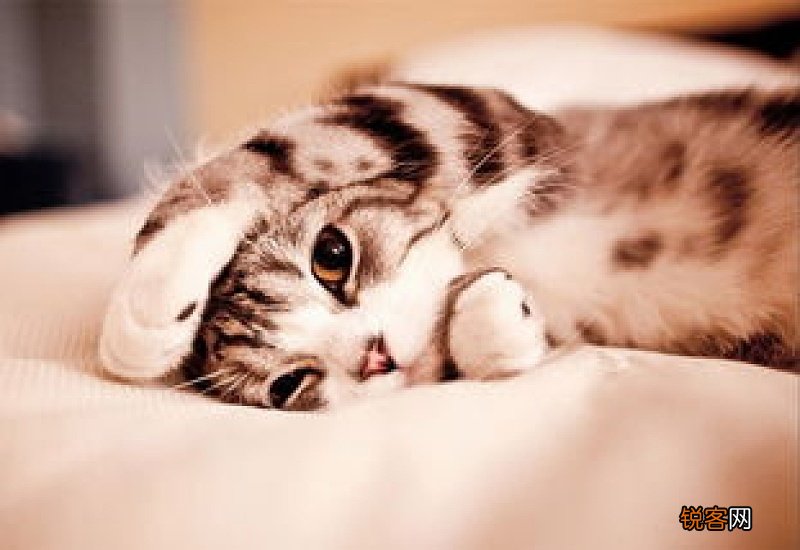 猫咪一直呕吐什么原因