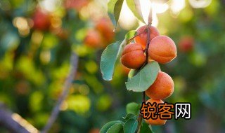 梅子金黄杏子肥的肥是什么意思