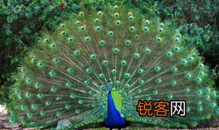 说什么孔雀会开屏 别人说你孔雀开屏是什么意思