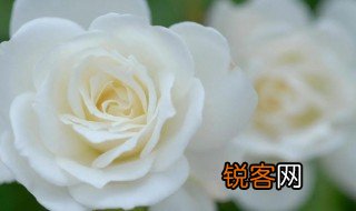 五朵白玫瑰代表什么意思 五朵白玫瑰是什么意思