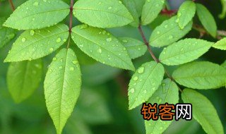 单子叶与双子叶有什么区别 关于单子叶与双子叶的区别介绍