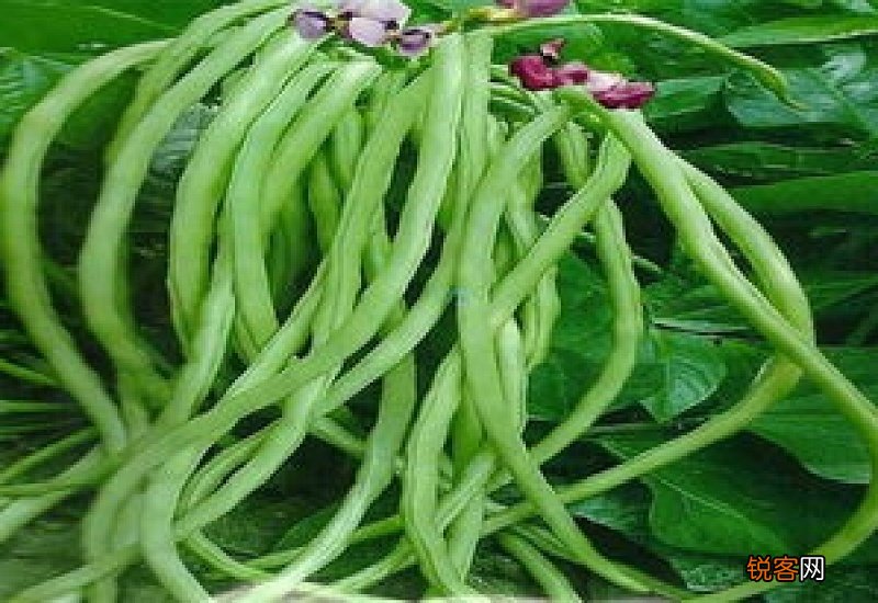 无架豆角生长期多少天