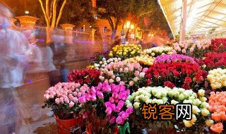 一朵郁金香代表什么意思 一束郁金香代表什么