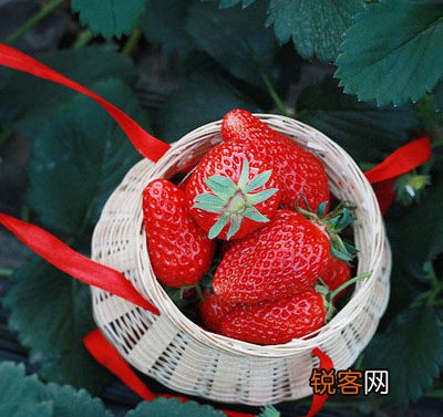 草莓奶昔吃多少是合适的