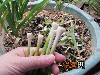 青蒜香肠炒豆腐的做法