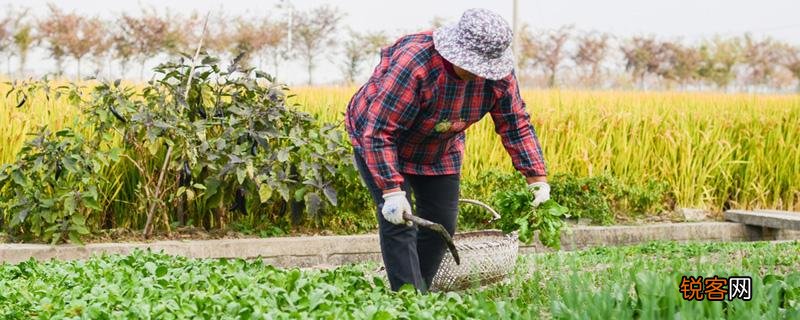 野菜放冰箱怎么保存 冷冻野菜保质期多长!
