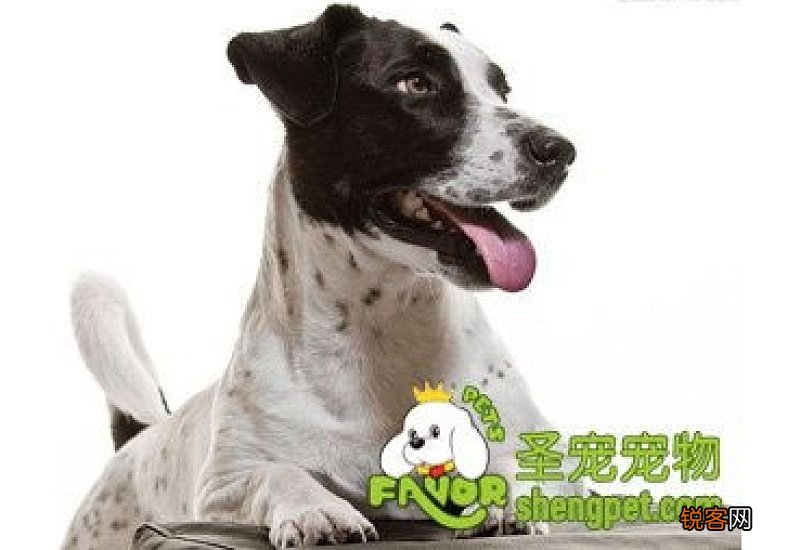 狗狗有时会喘的很厉害