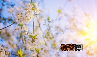 繁花嫩叶是什么意思 繁花嫩叶的意思