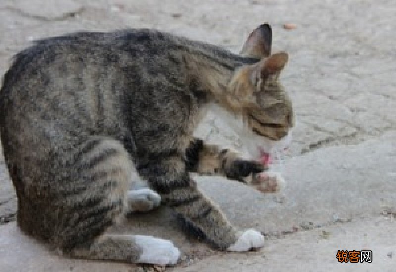 猫先吐黄水后来吐白水精神不振