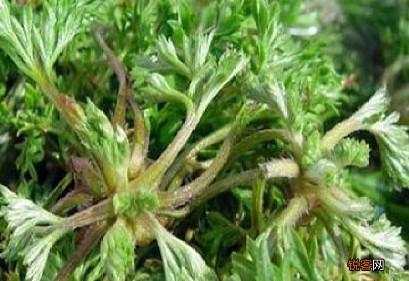 茵陈对妇科有效果吗 茵陈可以直接泡水喝吗