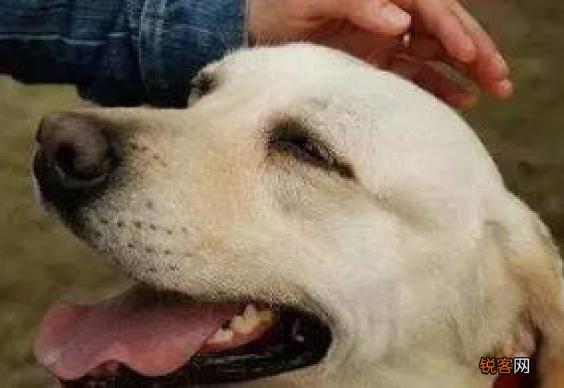 狗狗额头烫是怎么回事身上不烫