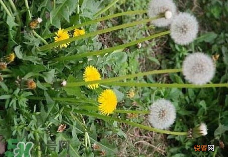 蒲公英和山楂泡水喝有什么作用和功效 蒲公英山楂泡水的禁忌