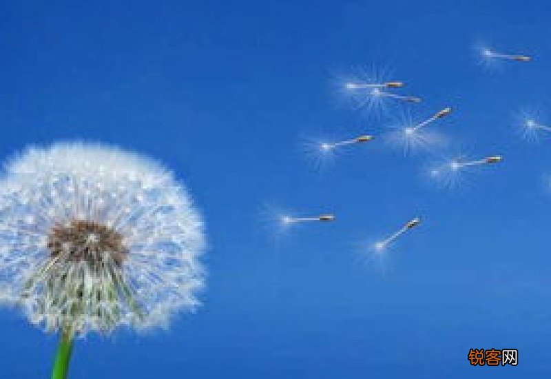 蒲公英和玫瑰花可以一起泡水喝吗 蒲公英玫瑰花泡水的功效与作用