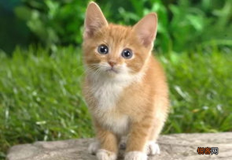 猫洗完澡蔫了好几天咋办