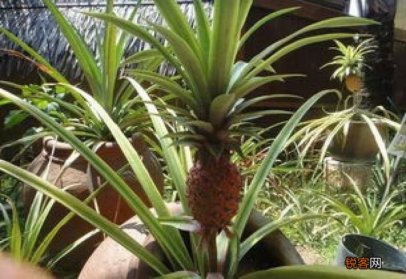 菠萝苗种植多久后结果