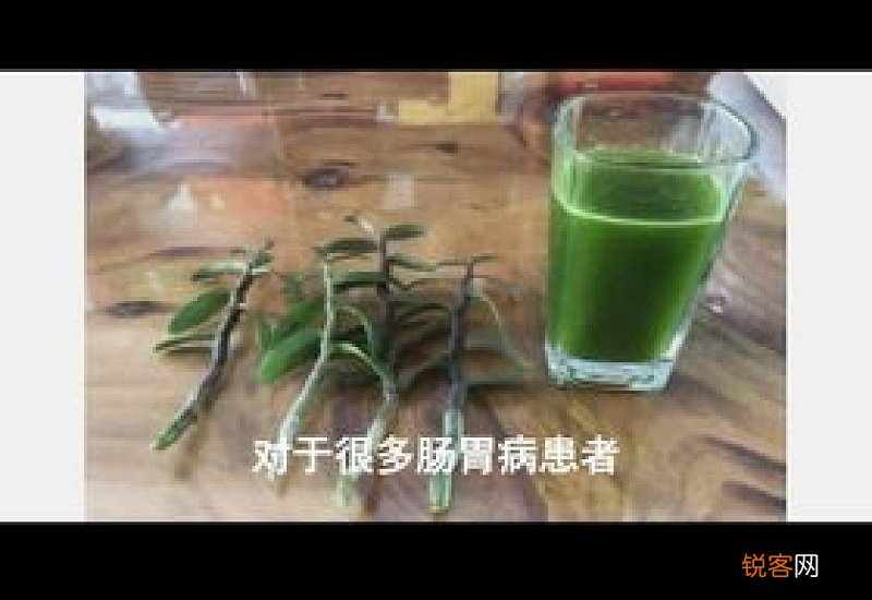 石斛和枫斗是一样的吗？石斛的最佳吃法