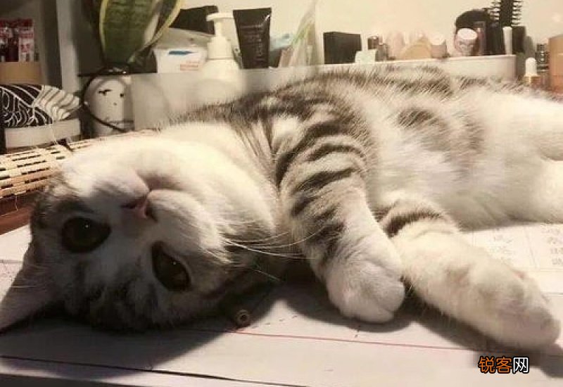猫咪益生菌可以用酸奶代替吗