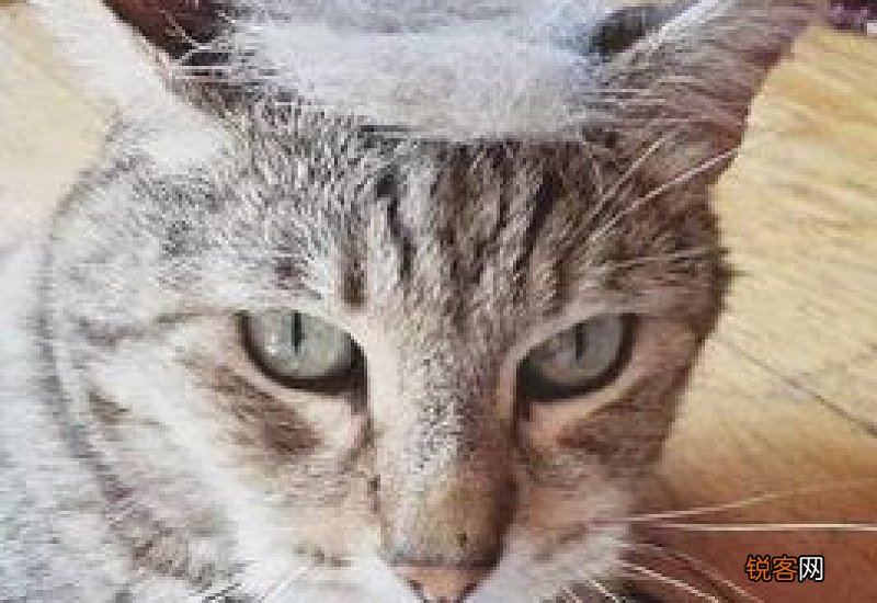 猫毛根部有白色结痂