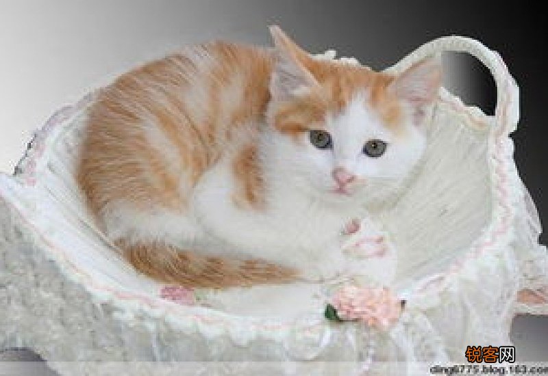 猫老是用爪子抓我裤子