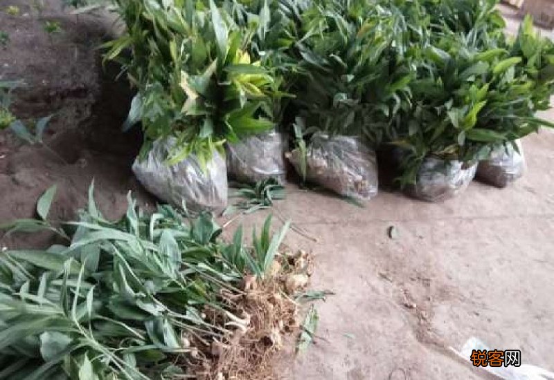 黄精种植技术与种植方法管理