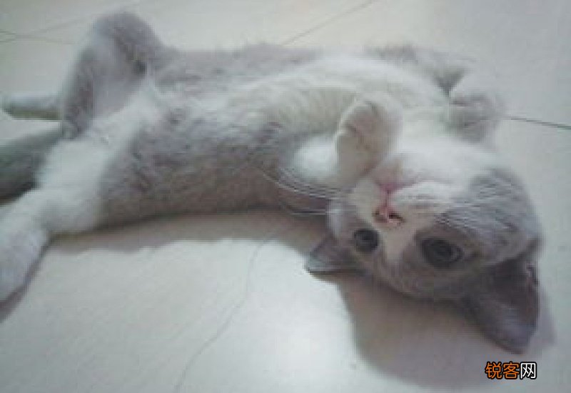 英短每天吃多少猫粮比较合适