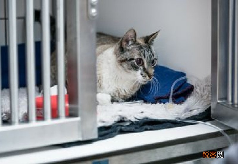 猫瘟死亡率有多高