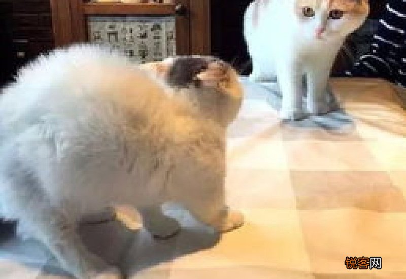 猫咪喉咙里发出低吼声